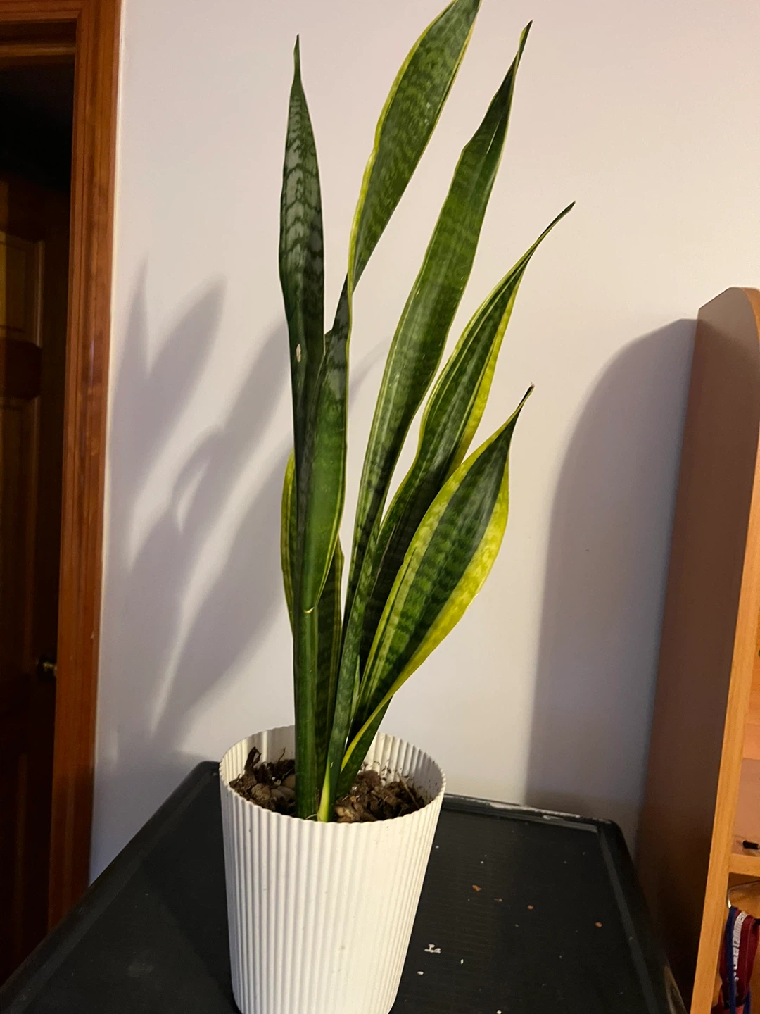 Snake Plant in White Pot - 25" Tall