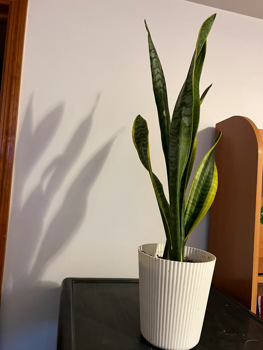 Snake Plant in White Pot - 25" Tall - photo 4