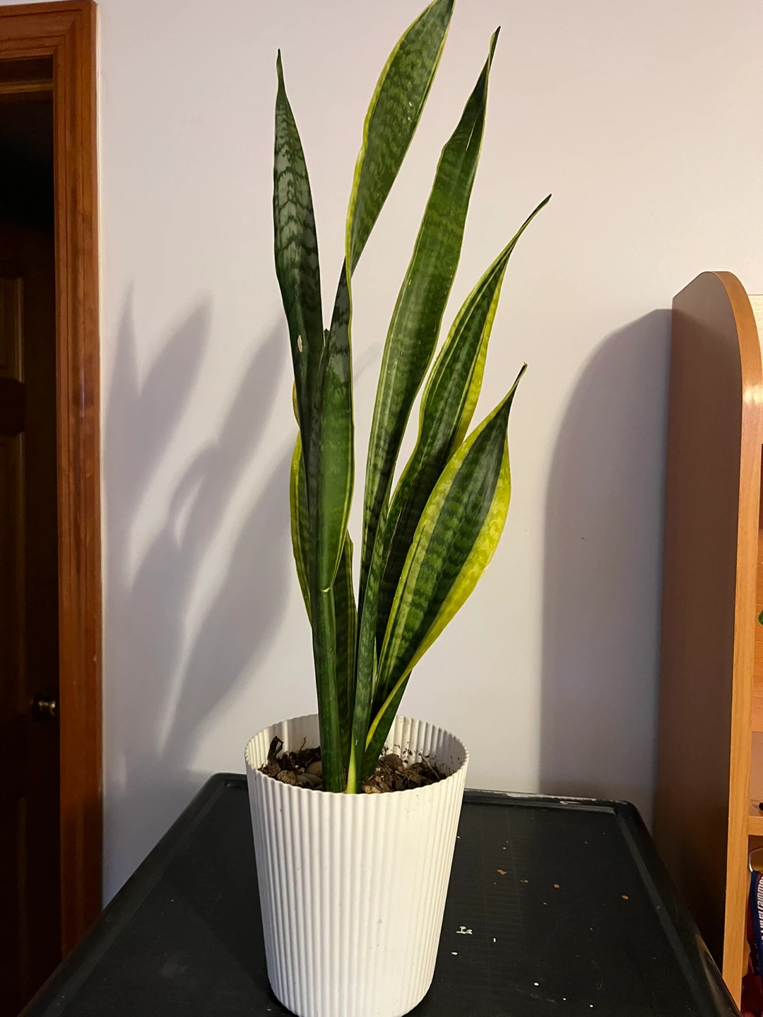 Snake Plant in White Pot - 25" Tall - photo 3