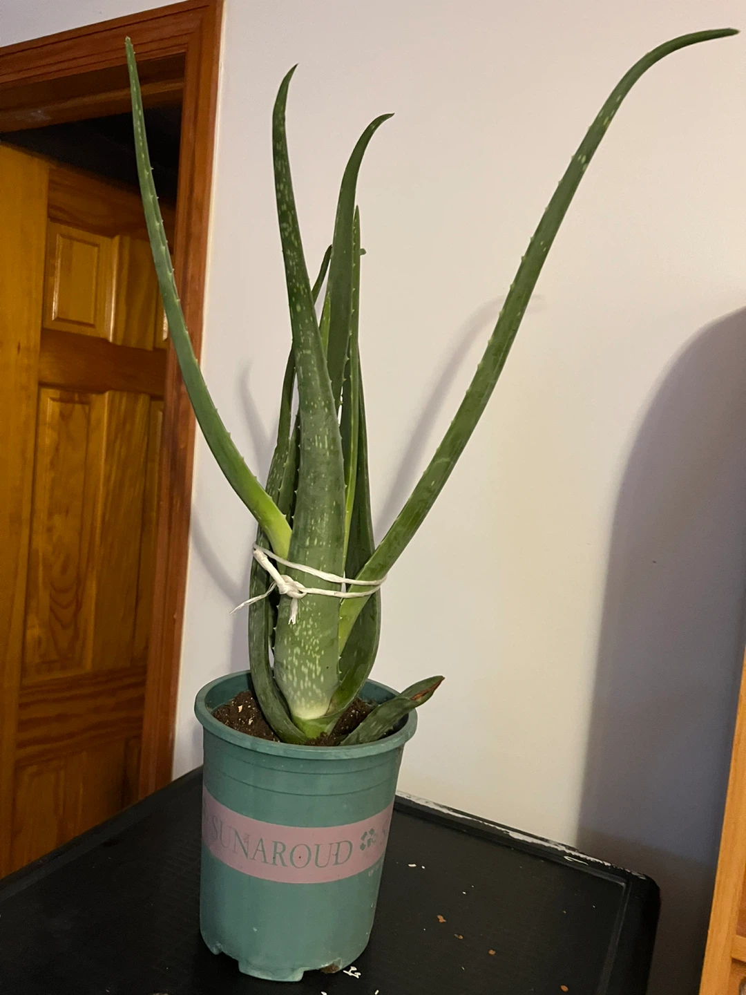 Big Aloe Vera Plant in Pot - photo 2
