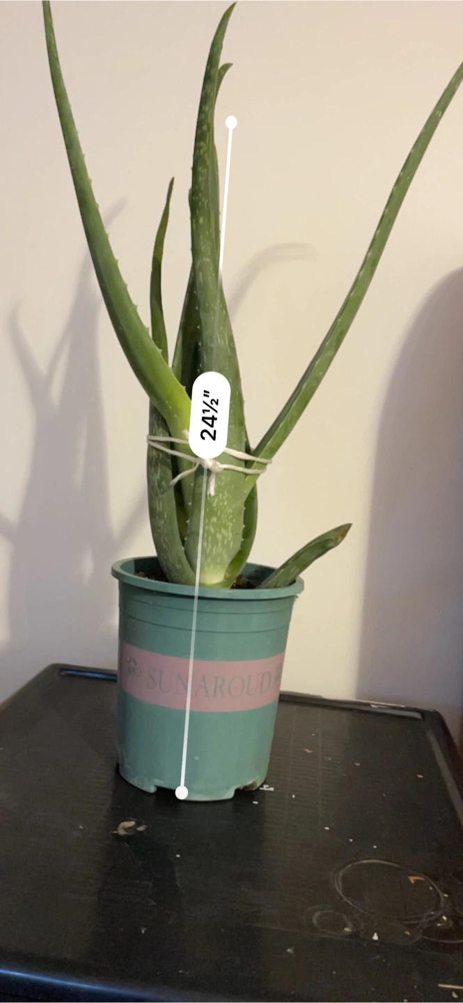 Big Aloe Vera Plant in Pot - photo 5