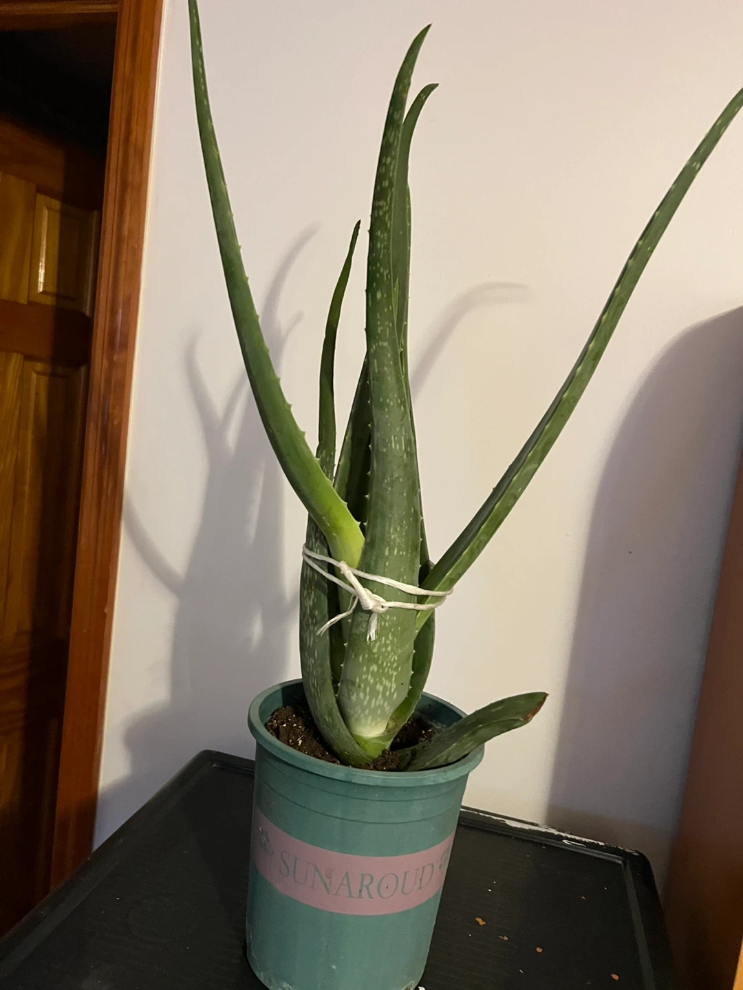 Big Aloe Vera Plant in Pot - photo 4