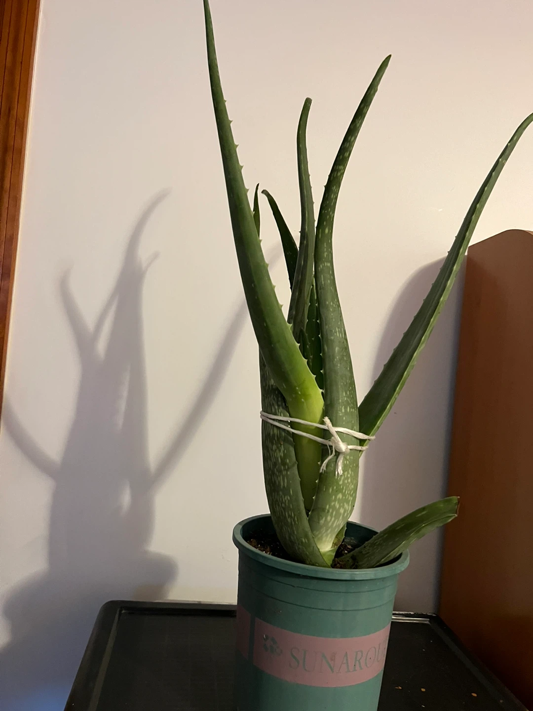 Big Aloe Vera Plant in Pot - photo 3
