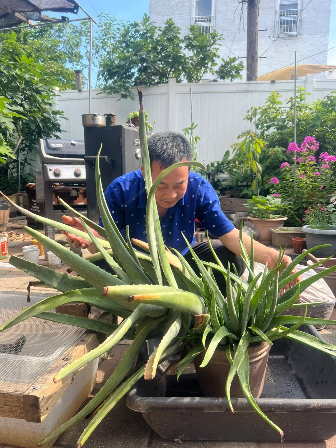 Big Aloe Vera Plant in Pot