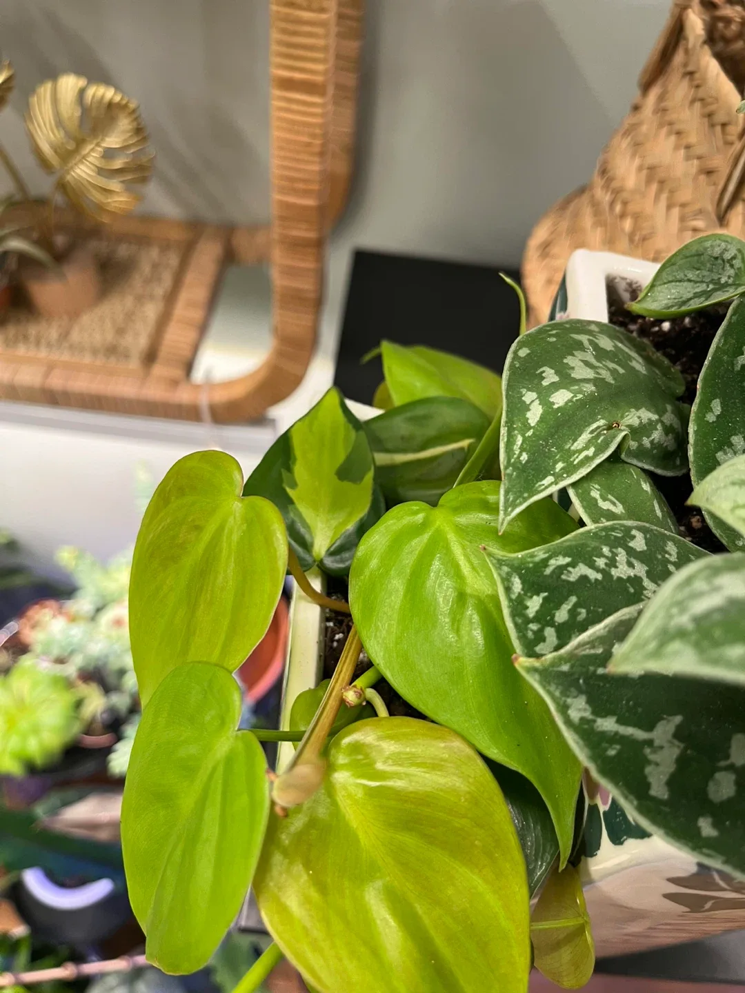 Ceramic book planter set w/ drainage image indicator(5)