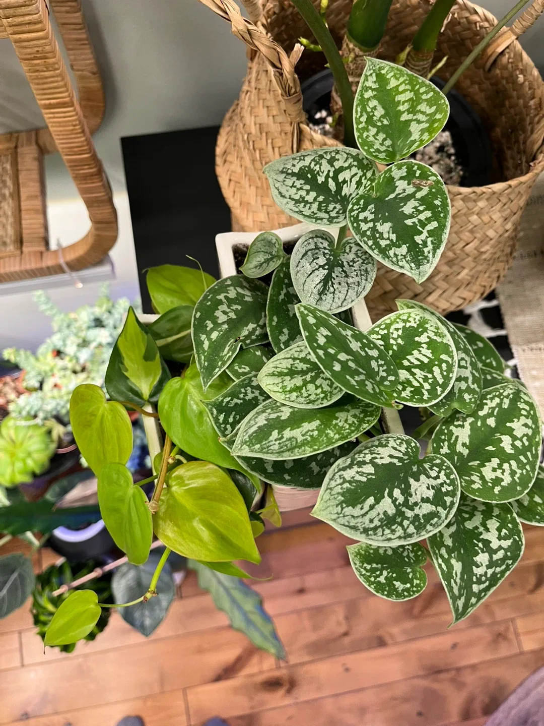 Ceramic book planter set w/ drainage image indicator(4)