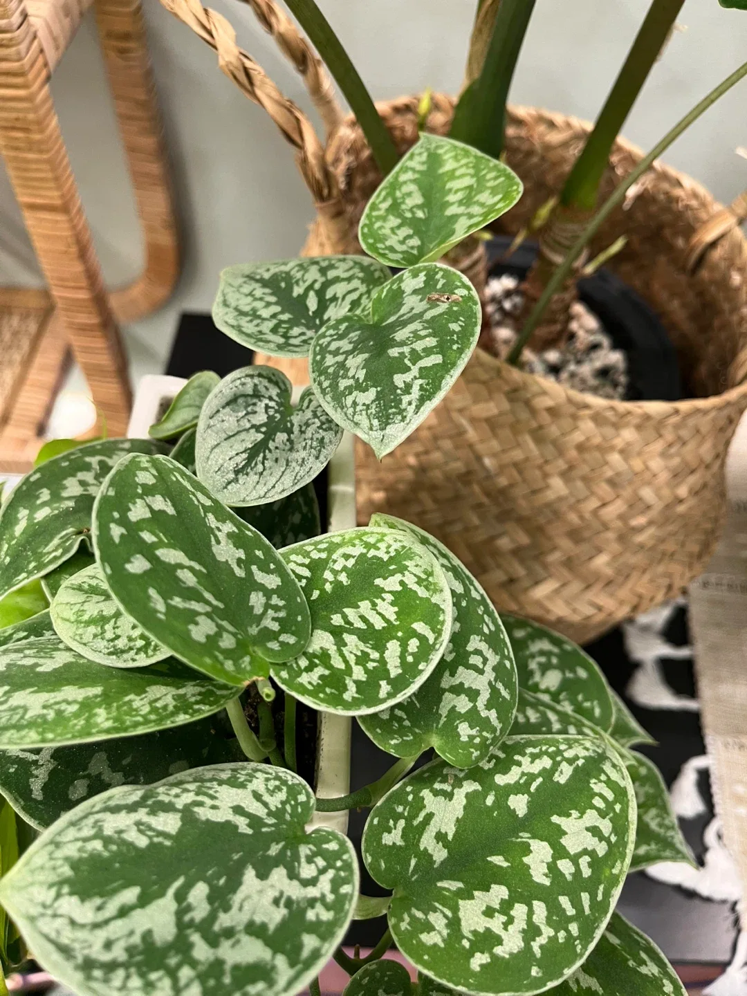 Ceramic book planter set w/ drainage image indicator(6)