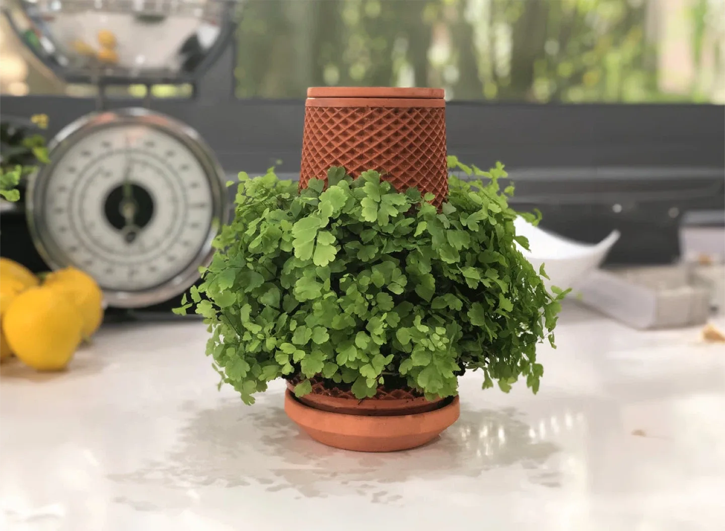 Terracotta Trellis Pot image indicator(5)