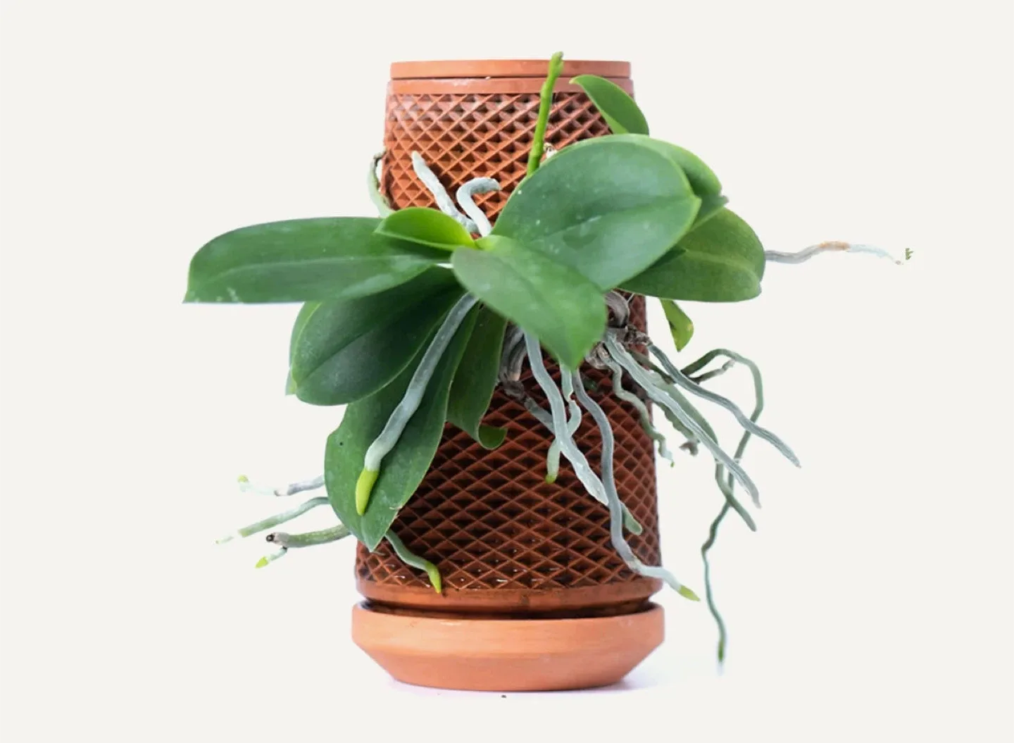 Terracotta Trellis Pot image indicator(3)