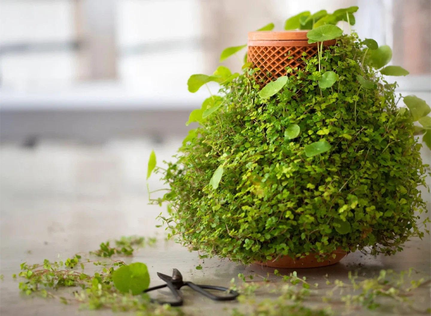 Terracotta Trellis Pot image indicator(4)