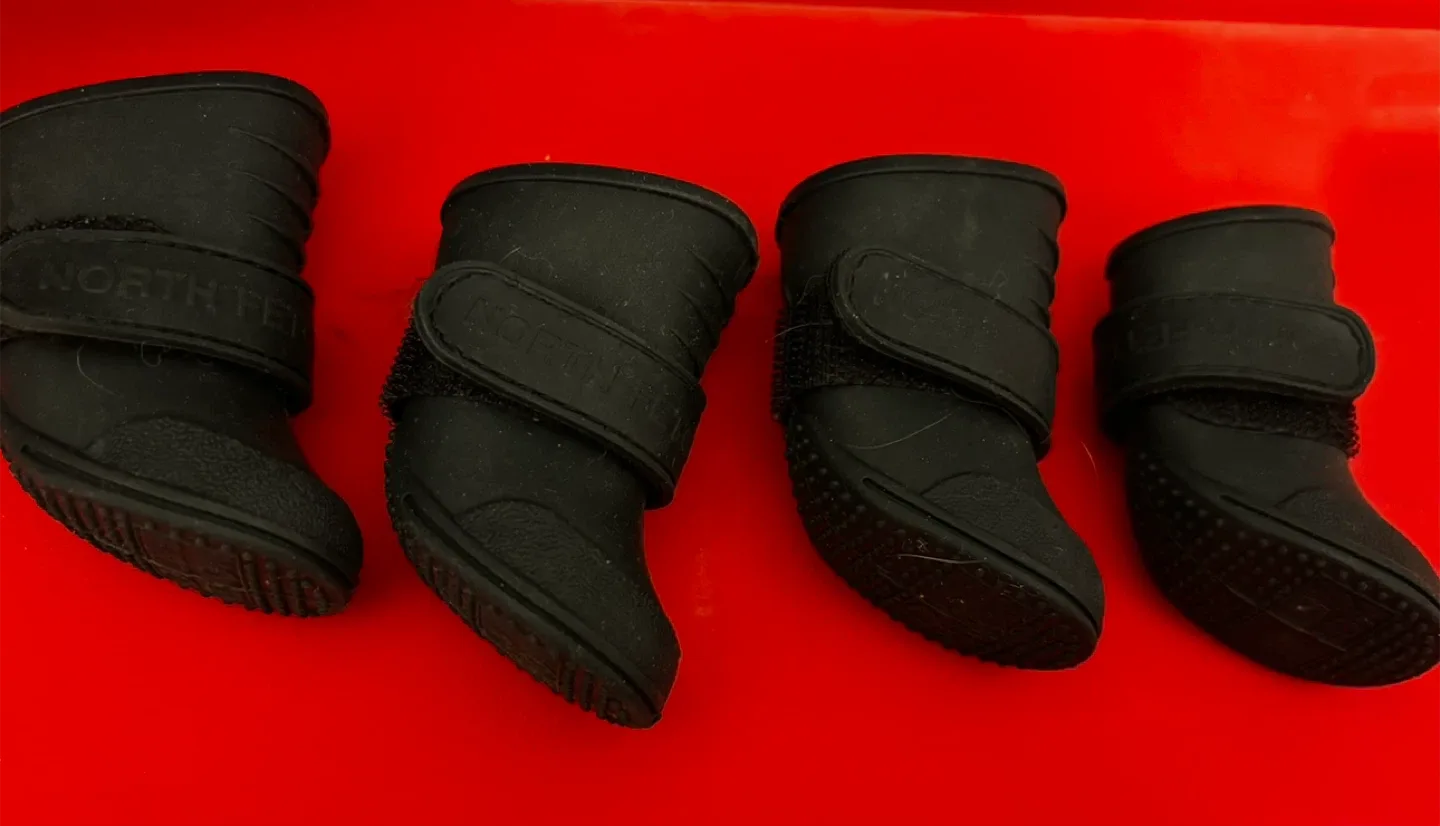 Pet boots