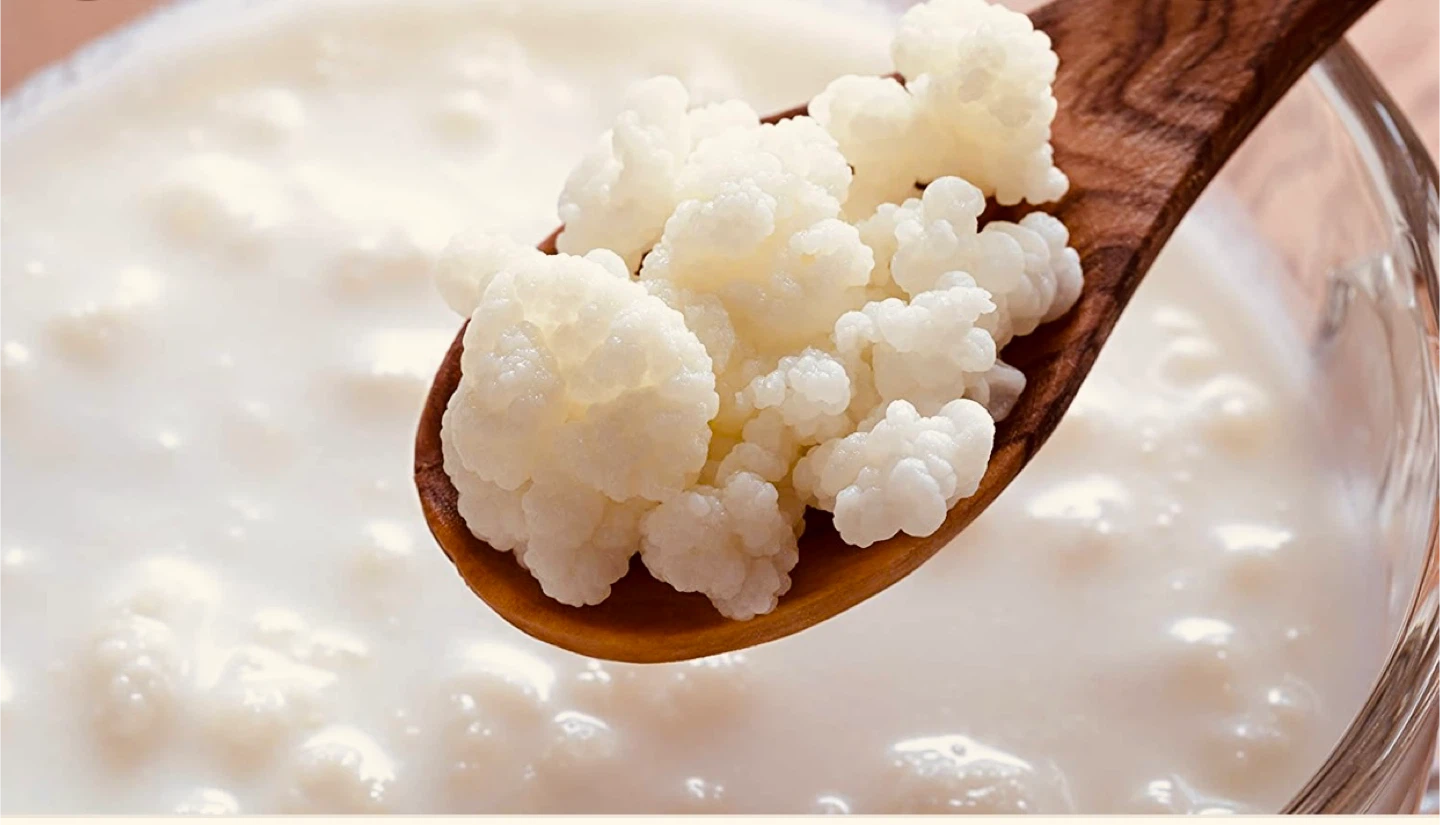 Milk Kefir Grains, spoon - photo 2