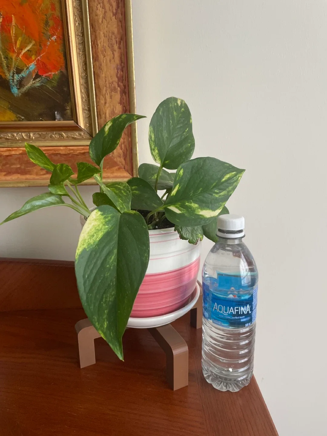Pothos plant with Plant stand image indicator(2)