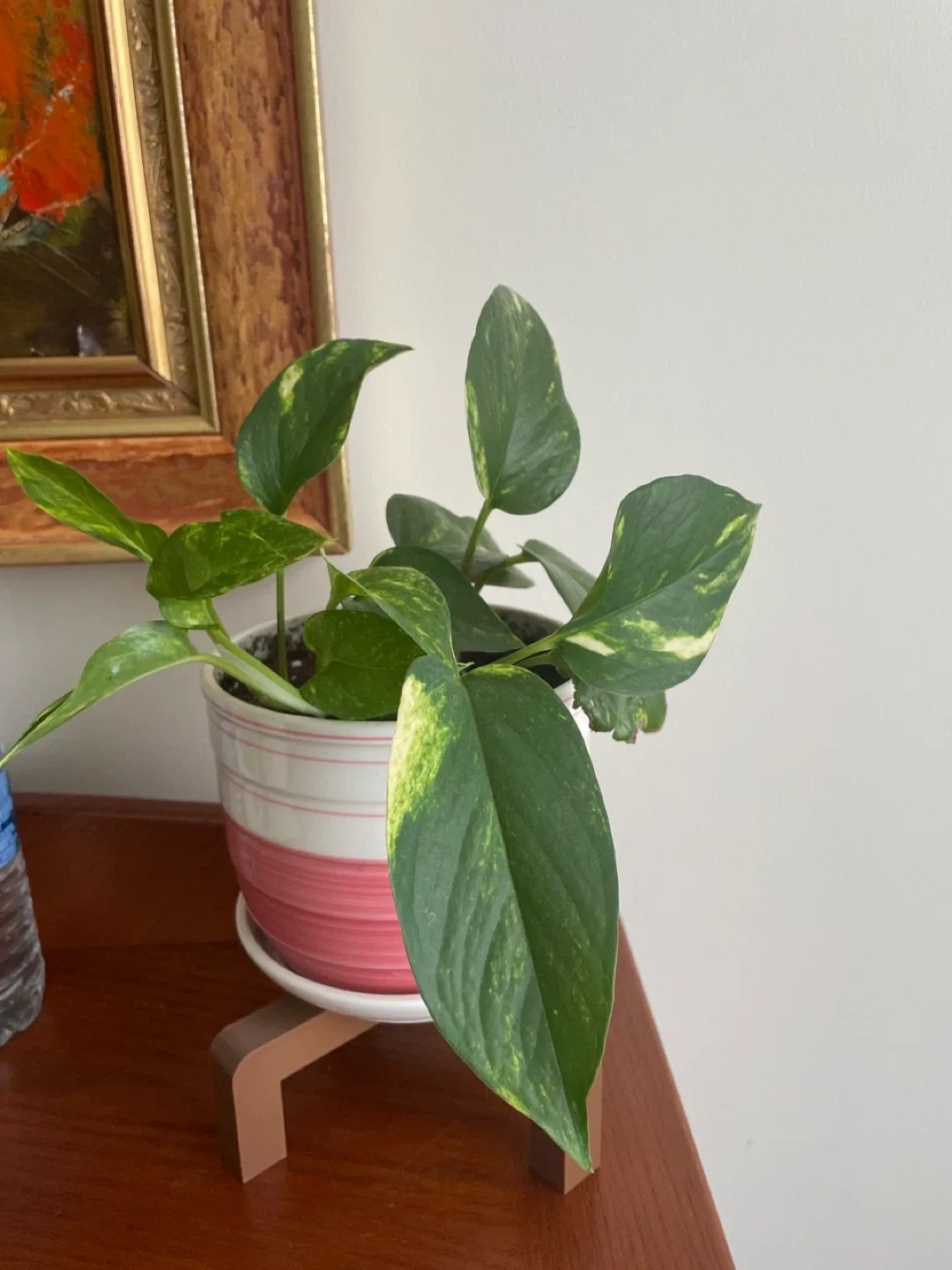 Pothos plant with Plant stand