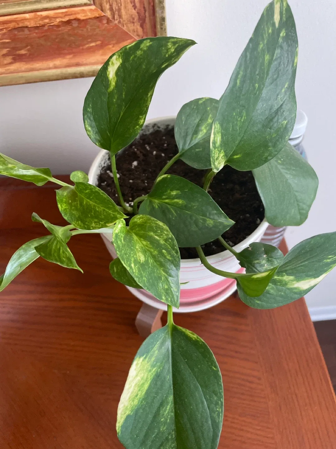 Pothos plant with Plant stand image indicator(5)