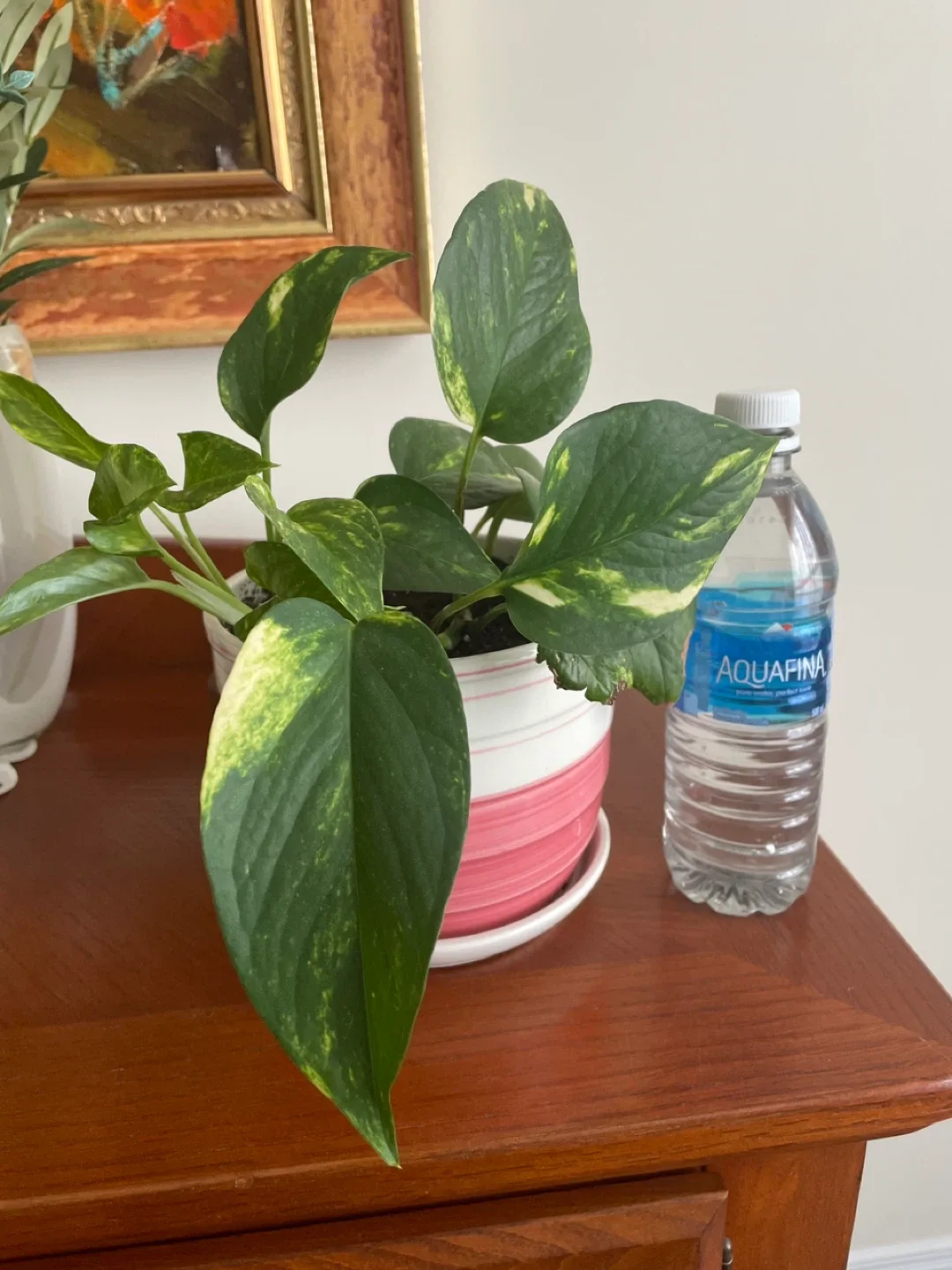 Pothos plant with Plant stand image indicator(3)