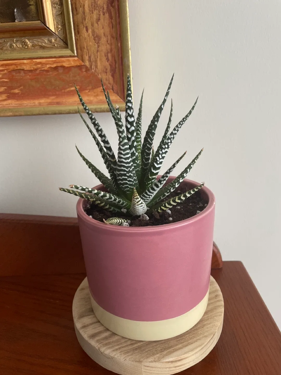 Zebra Haworthia Succulent in Pink Pot