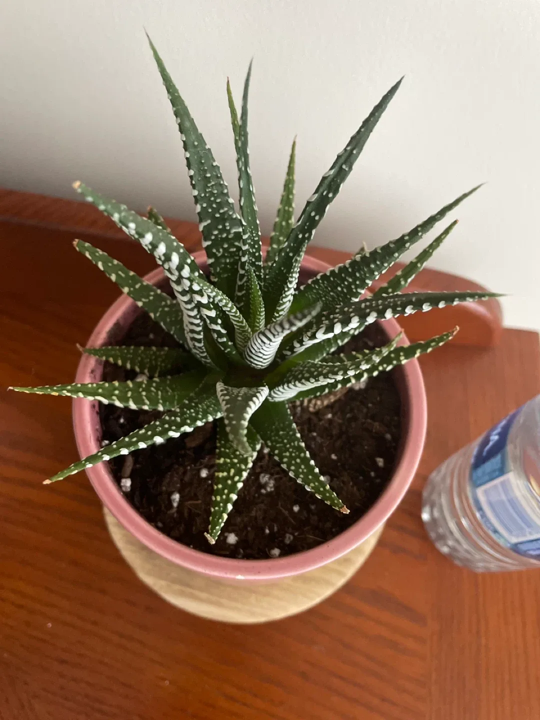 Zebra Haworthia Succulent in Pink Pot image indicator(4)