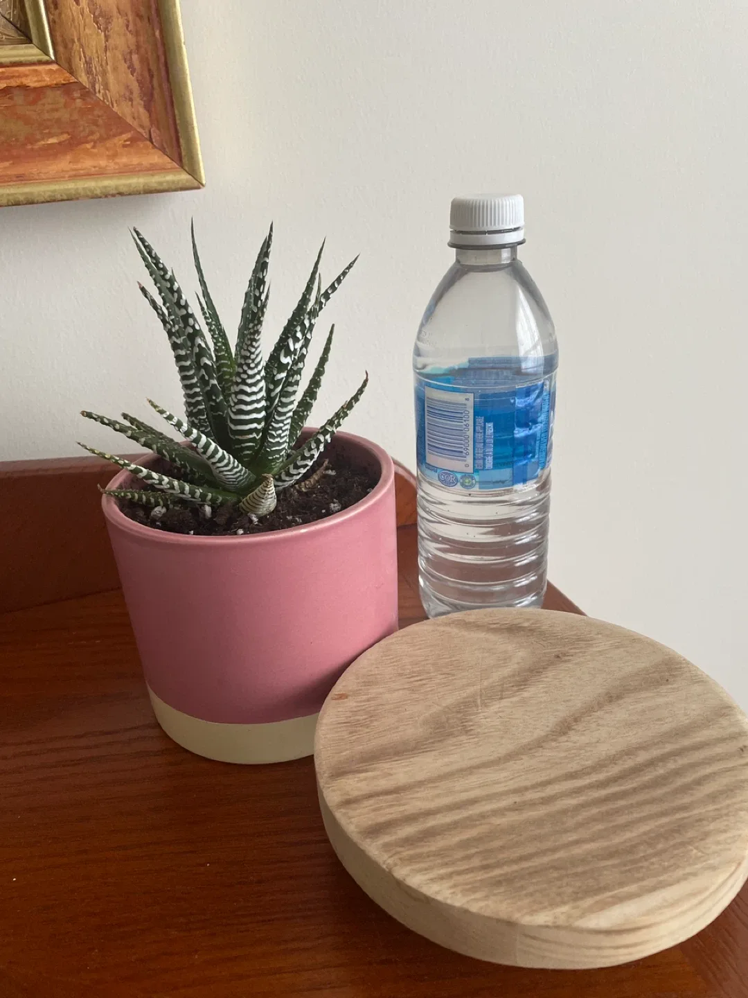 Zebra Haworthia Succulent in Pink Pot image indicator(3)