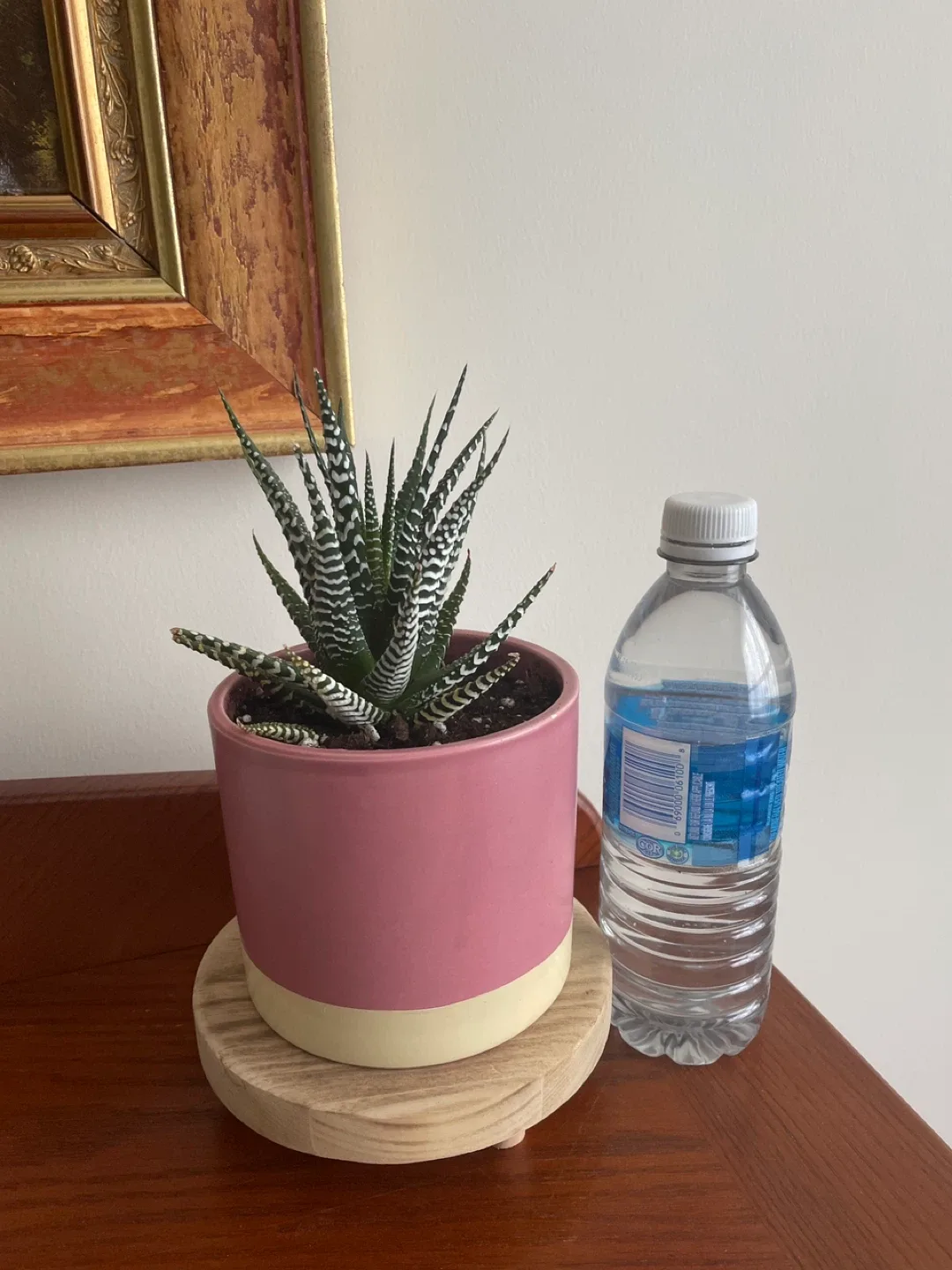 Zebra Haworthia Succulent in Pink Pot image indicator(2)