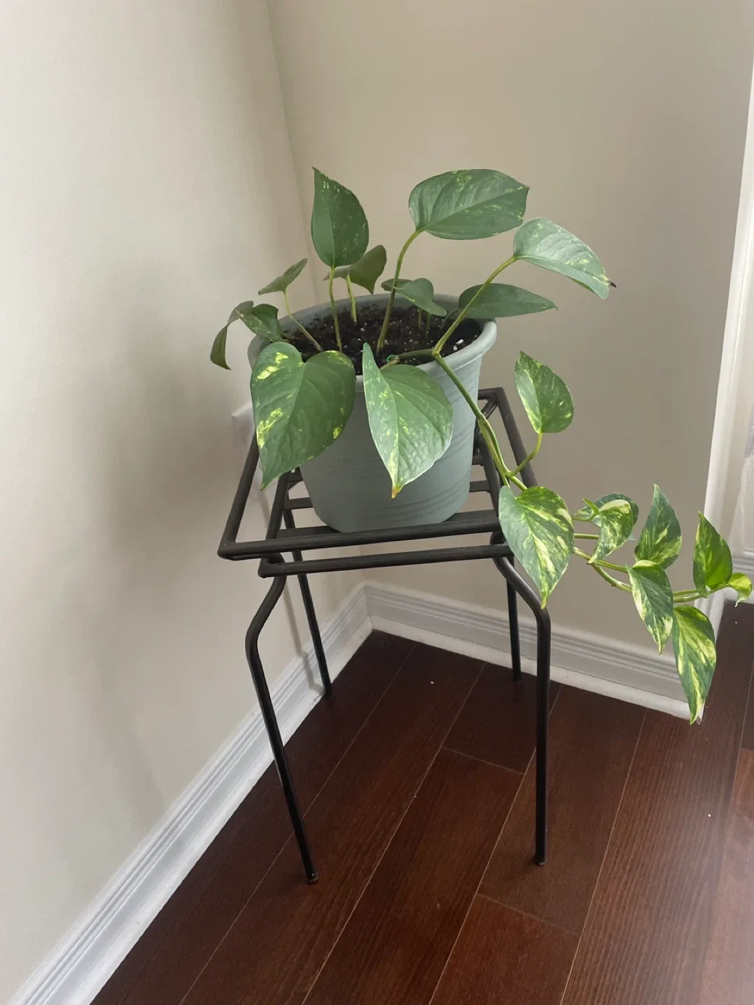 Pothos Plant with Stand image indicator(3)