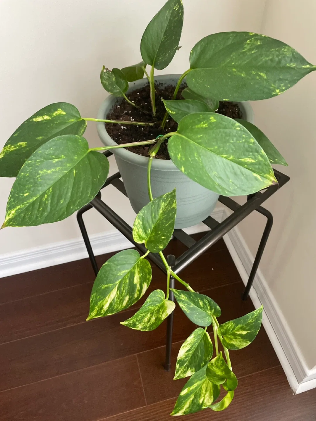 Pothos Plant with Stand image indicator(2)