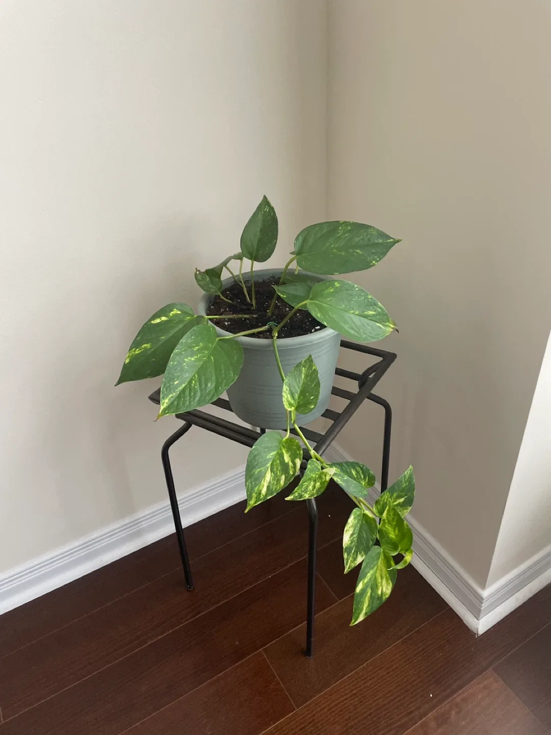 Pothos Plant with Stand