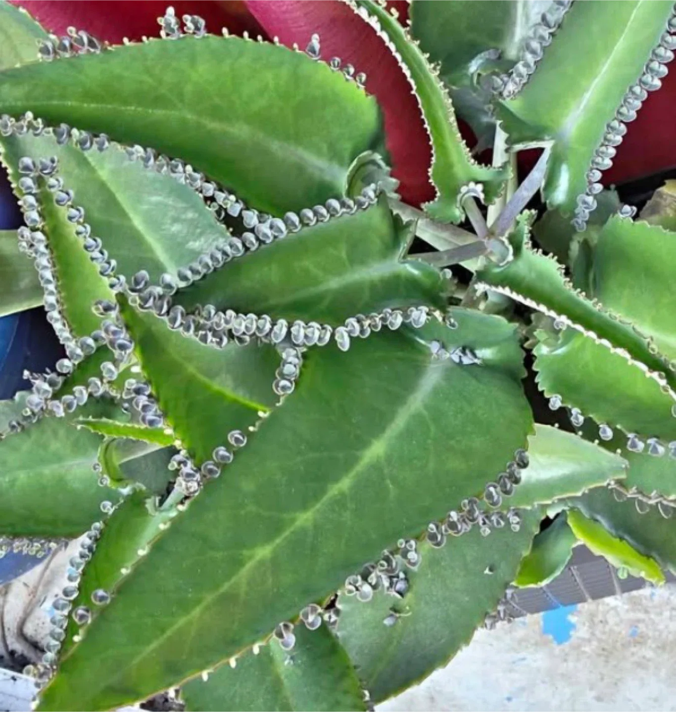Mother of Thousands babies