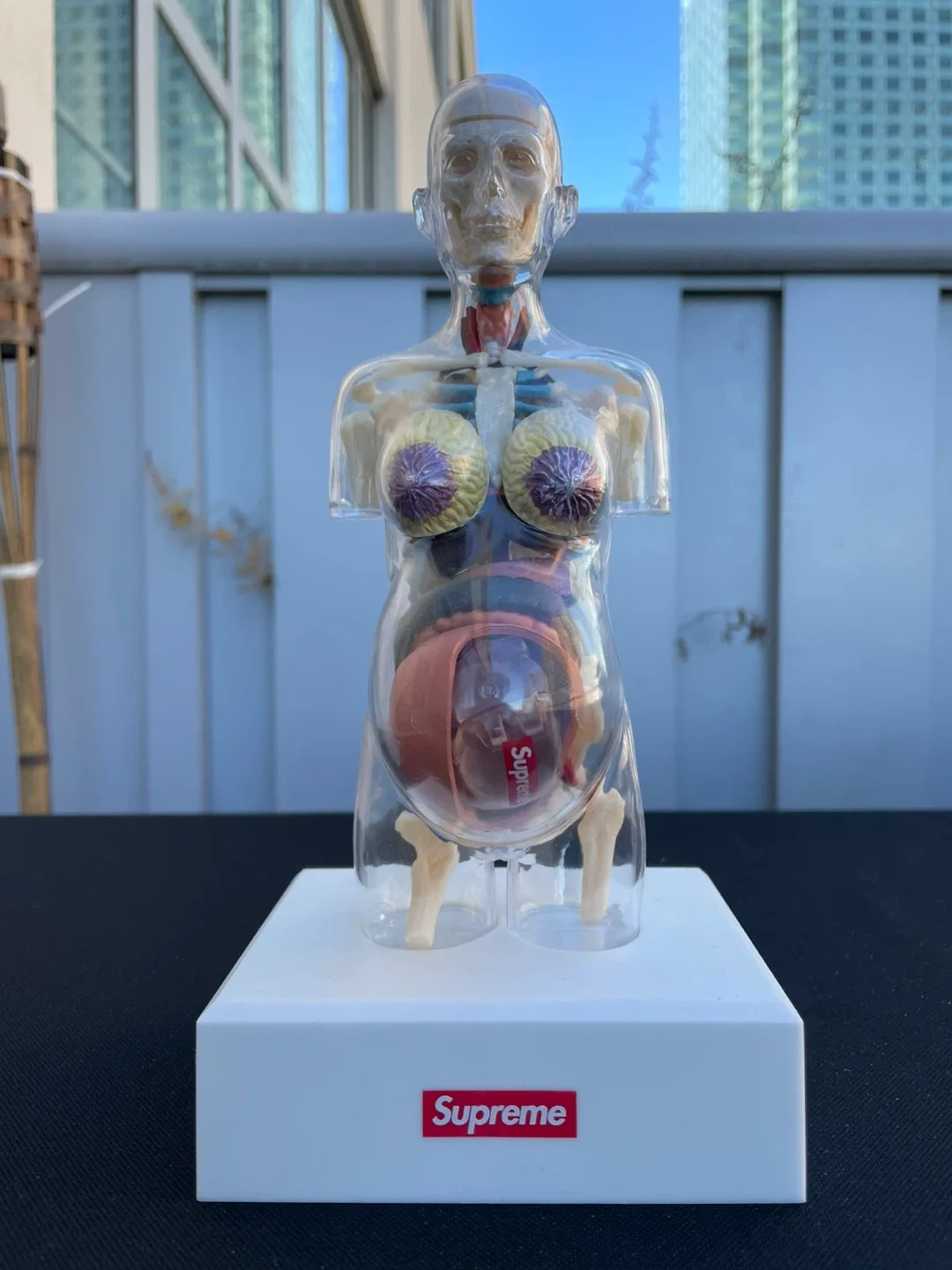 Supreme Anatomical Model