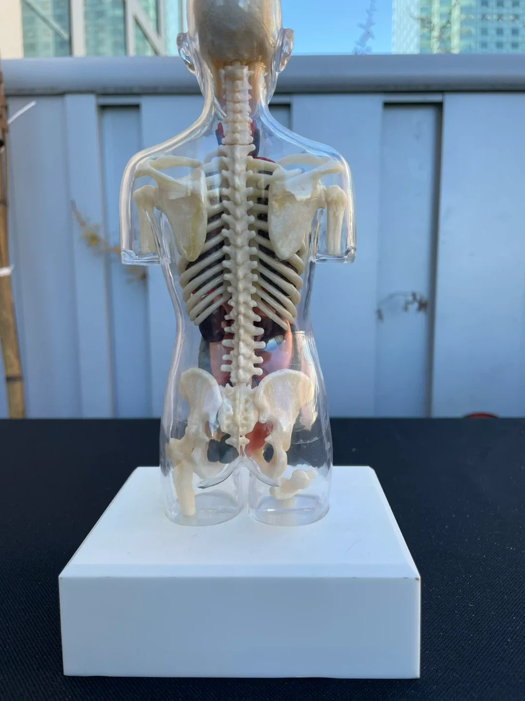Supreme Anatomical Model image indicator(2)