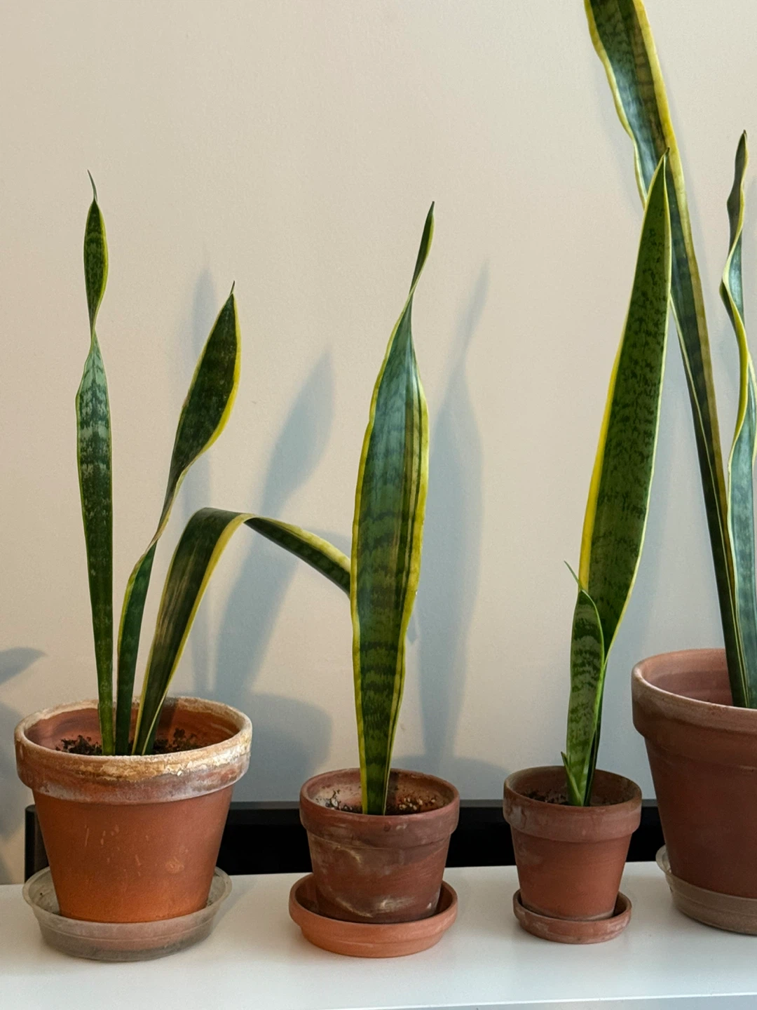 Sansevieria Plant in Terra Cotta Pot - photo 2