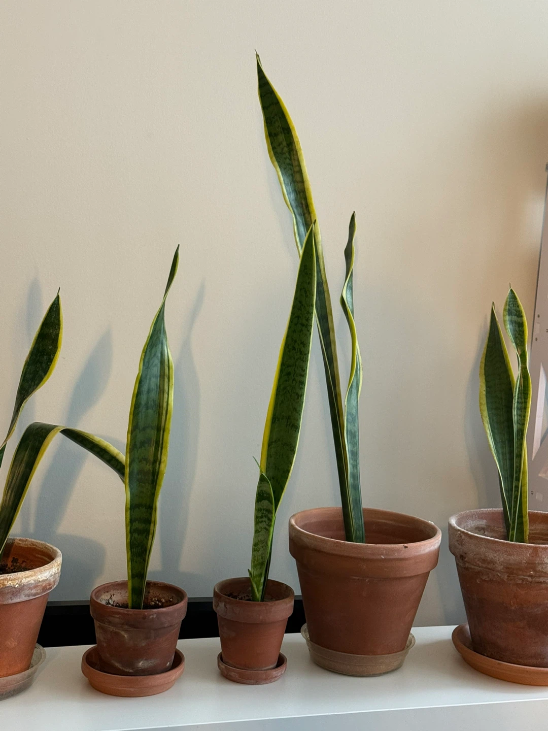 Sansevieria Plant in Terra Cotta Pot - photo 5