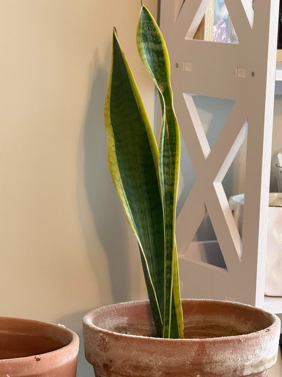 Sansevieria Plant in Terra Cotta Pot - photo 4