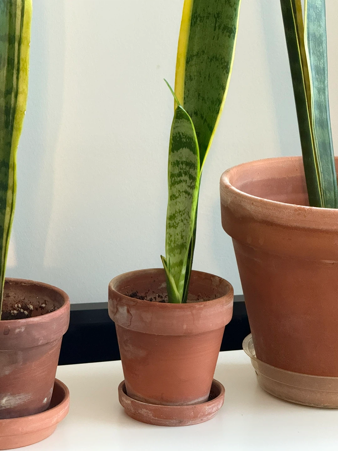 Sansevieria Plant in Terra Cotta Pot - photo 3