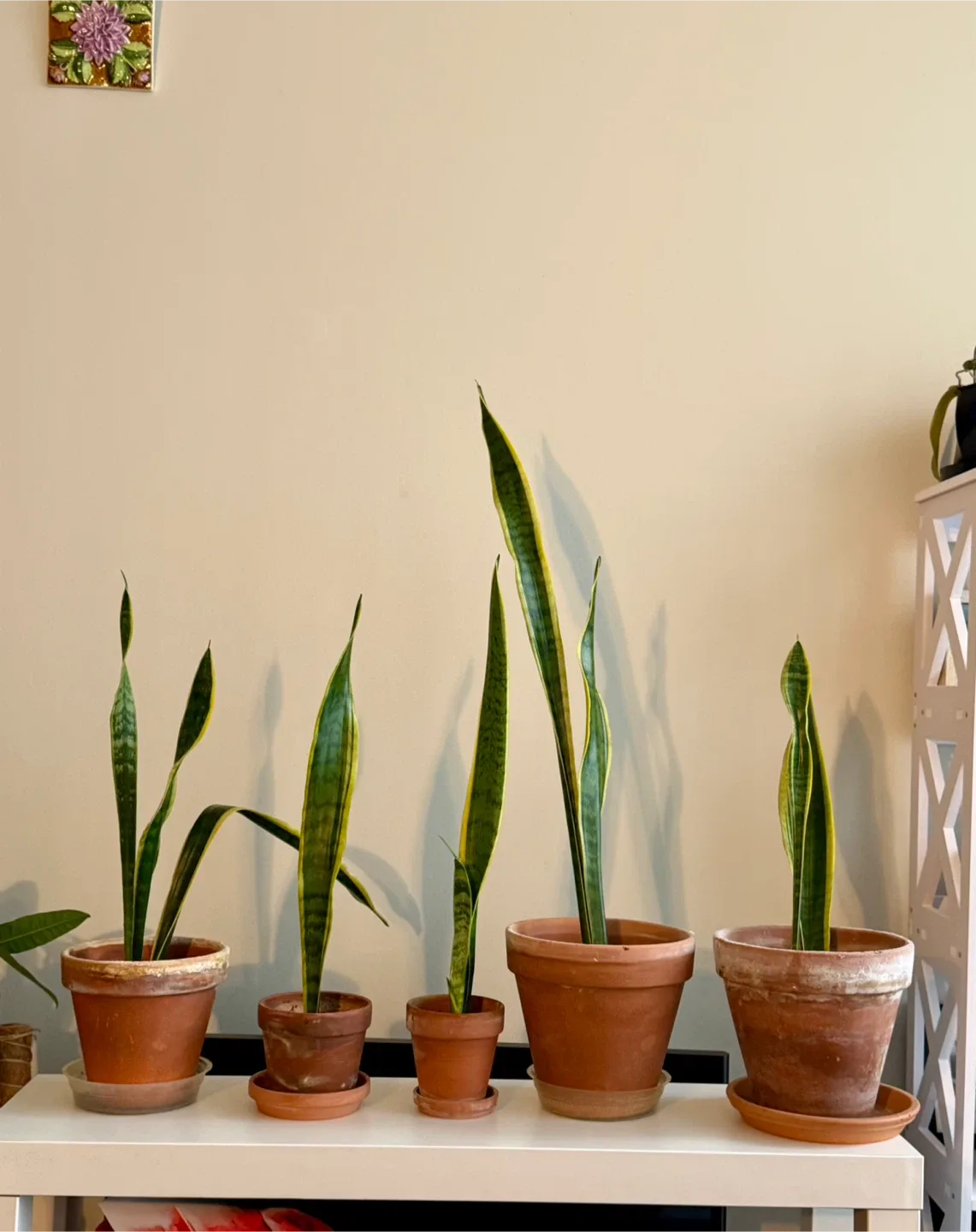 Sansevieria Plant in Terra Cotta Pot