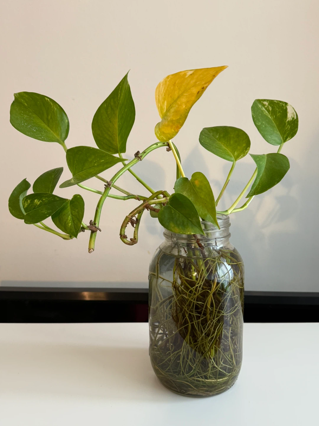 Pothos Plant in Glass Jar - photo 3