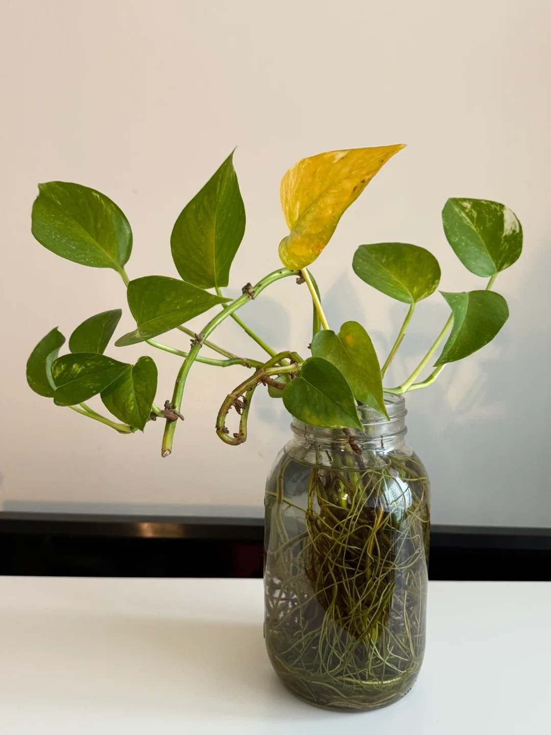 Pothos Plant in Glass Jar