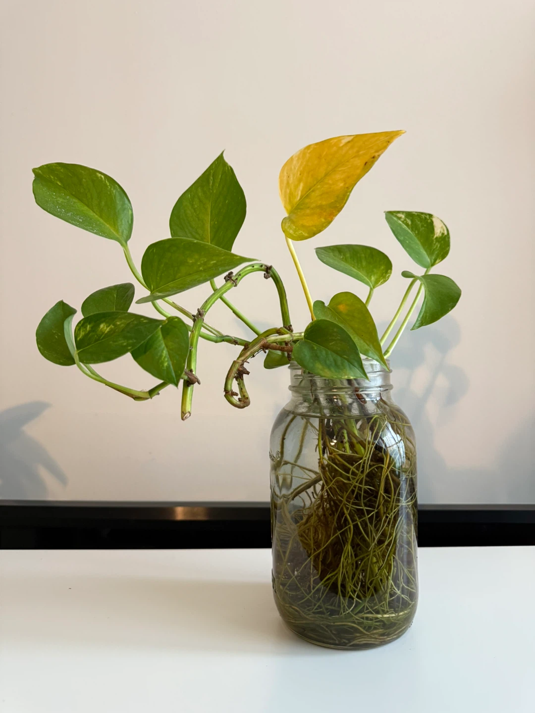 Pothos Plant in Glass Jar - photo 5