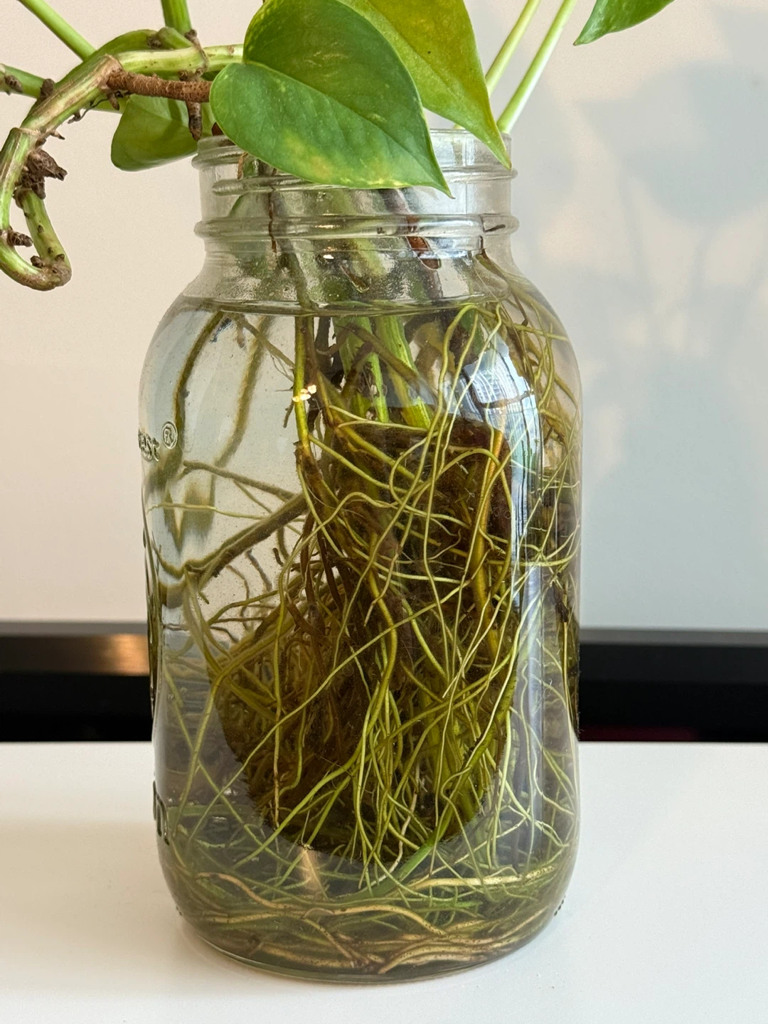 Pothos Plant in Glass Jar - photo 4