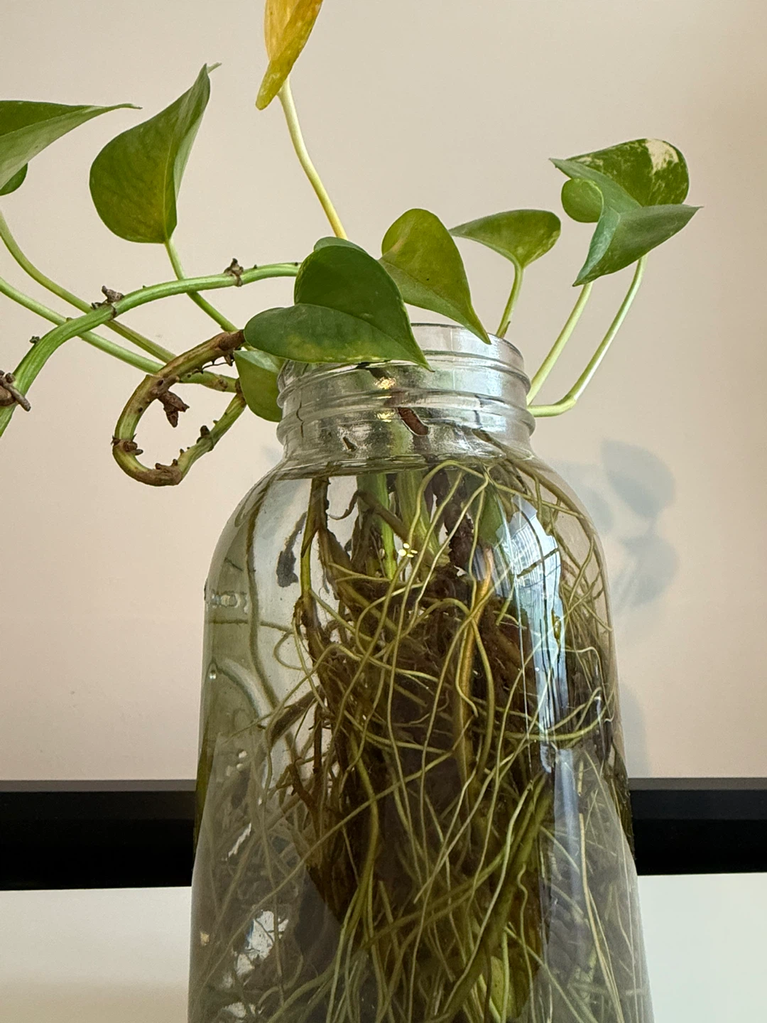 Pothos Plant in Glass Jar - photo 2