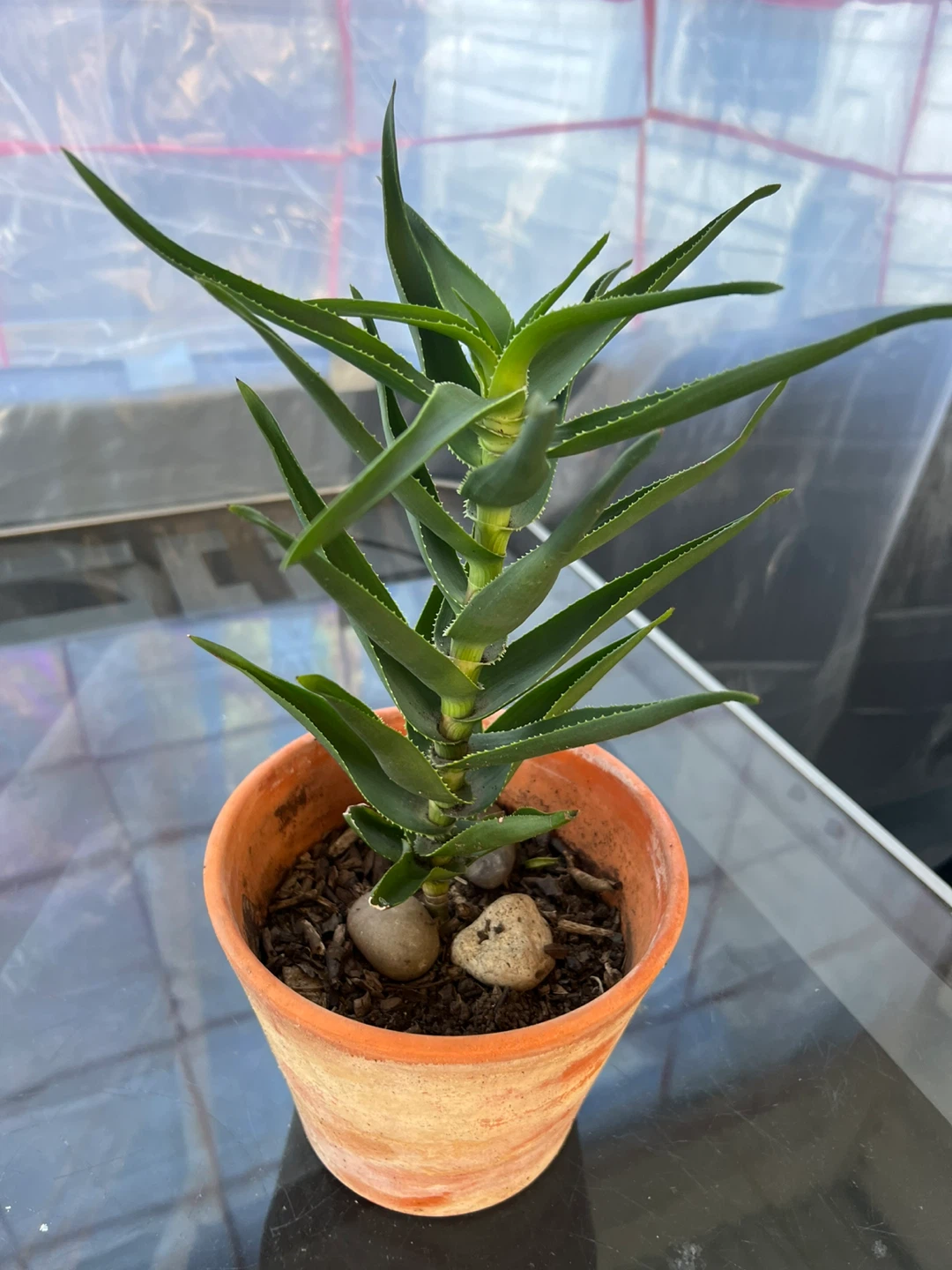 Charming climbing Aloe Plant in terracotta pot - photo 2