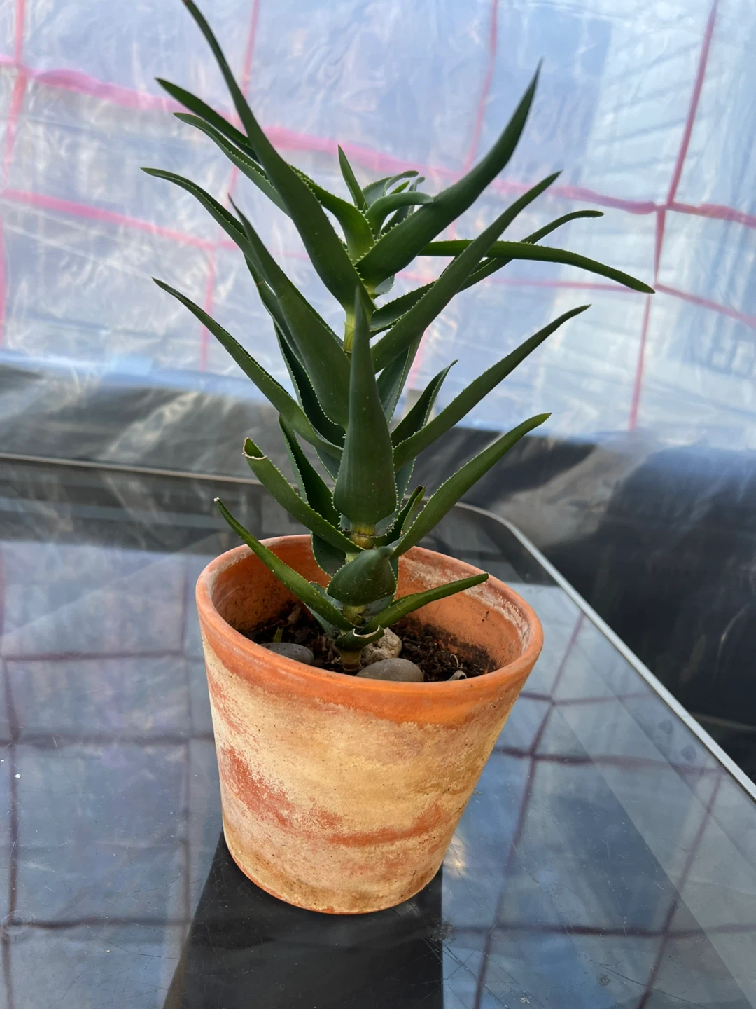 Charming climbing Aloe Plant in terracotta pot - photo 3