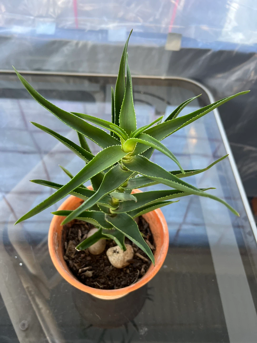 Charming climbing Aloe Plant in terracotta pot - photo 4