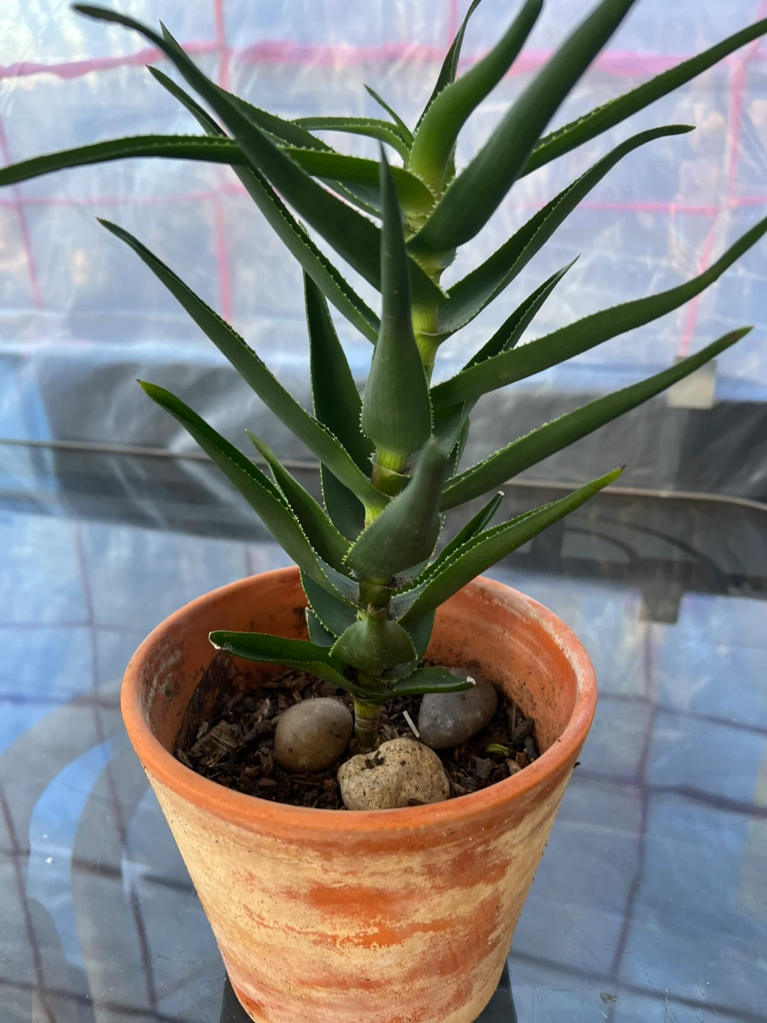 Charming climbing Aloe Plant in terracotta pot