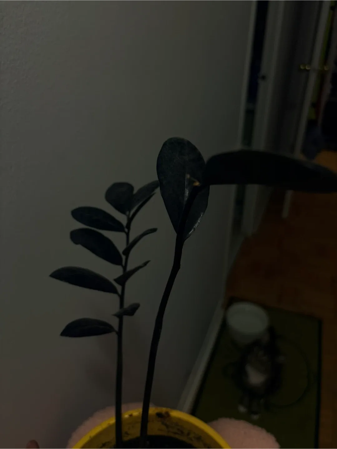 ZZ Plant image indicator(3)