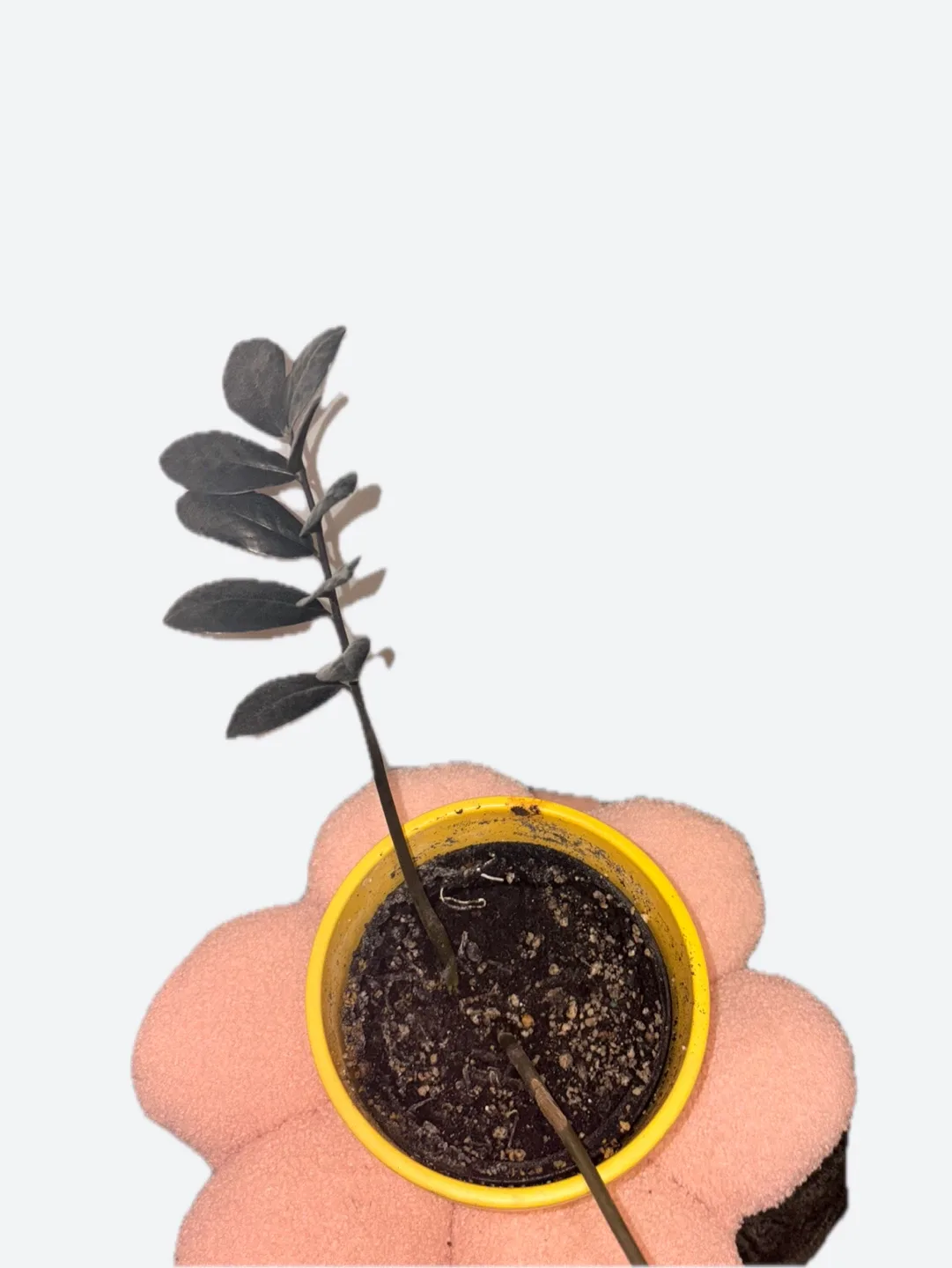 ZZ Plant image indicator(2)