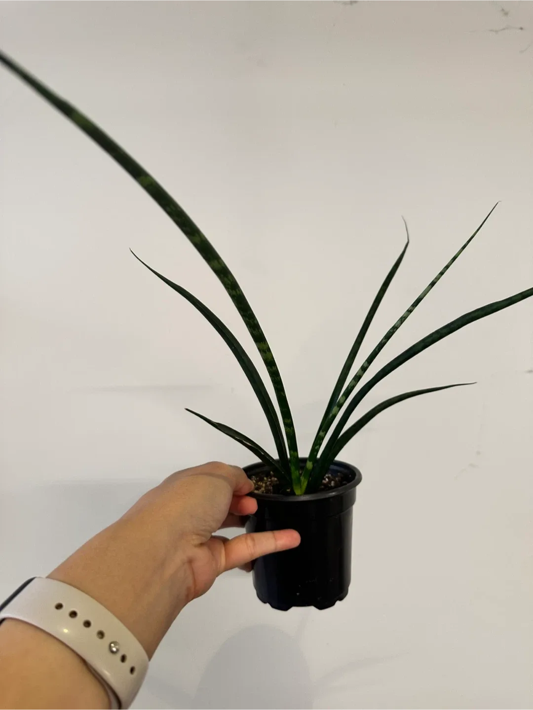 Snake Plant Mikado image indicator(2)