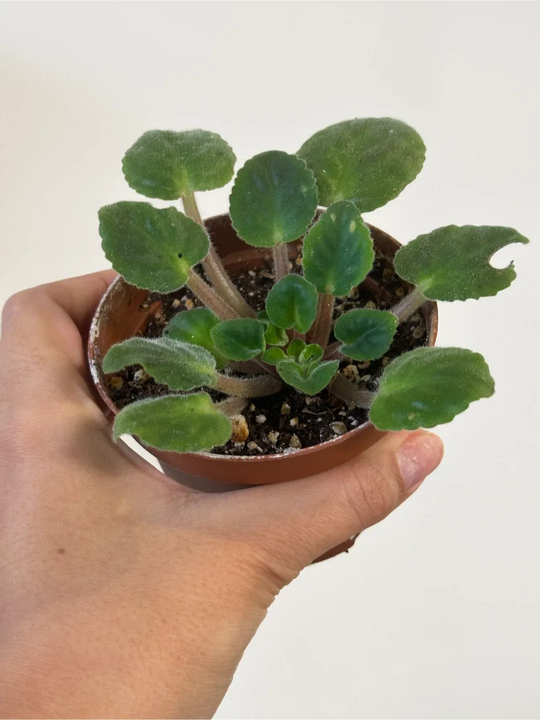 African Violet Plant