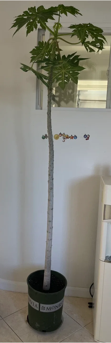 FREE!! 3 Tall Papaya Tree(s) image indicator(4)