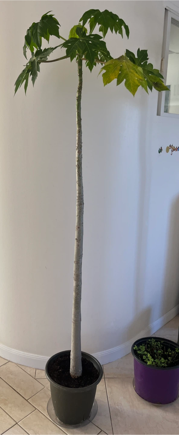 FREE!! 3 Tall Papaya Tree(s) - photo 3